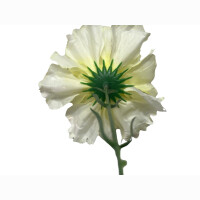 Nelke ca 30 cm Gelb/Orange/Pi
nk/cremewei&szlig;