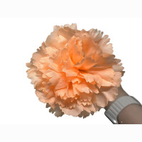 Nelke ca 30 cm Gelb/Orange/Pi
nk/cremewei&szlig;