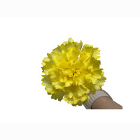 Nelke ca 30 cm Gelb/Orange/Pi
nk/cremewei&szlig;