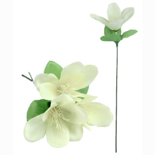 Magnolie ca 25cm